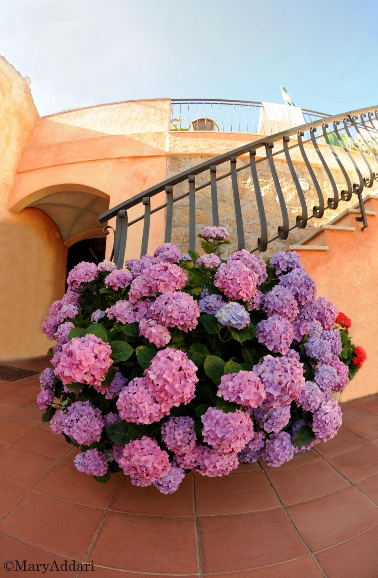Hotel Villa Gemella บายาซาร์ดิเนีย ภายนอก รูปภาพ